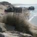 Wissant: bord de mer