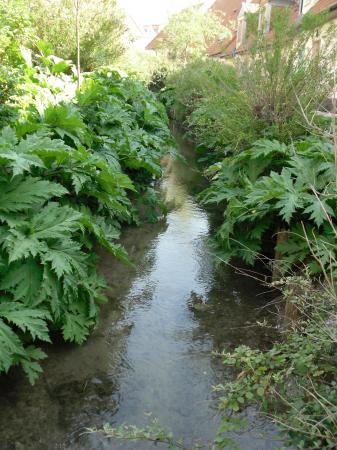 Wissant: cours d'eau